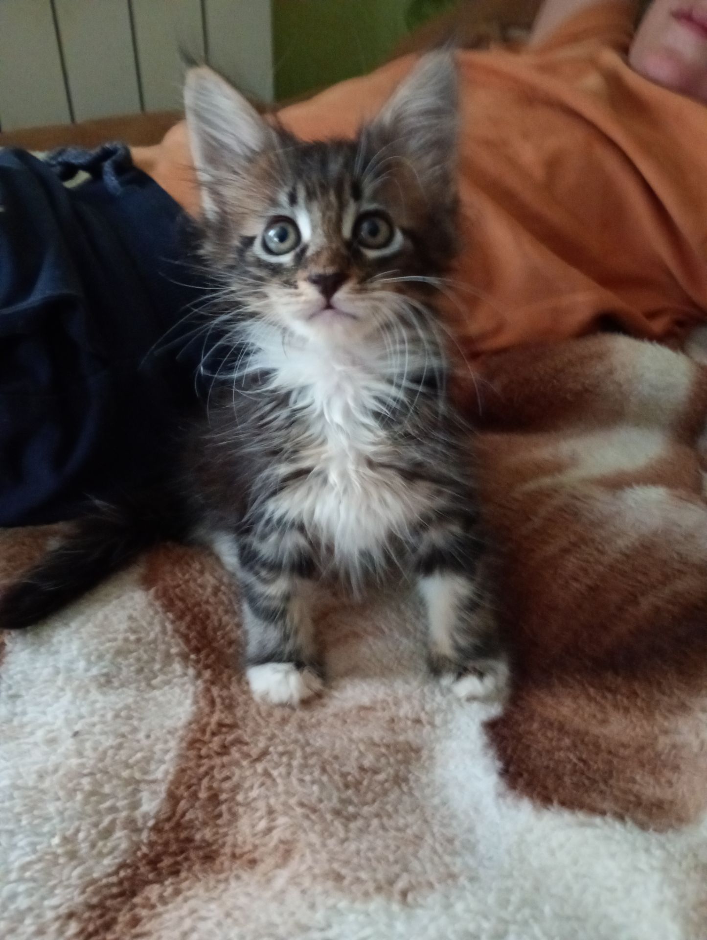 Кошенята МЕЙН КУН