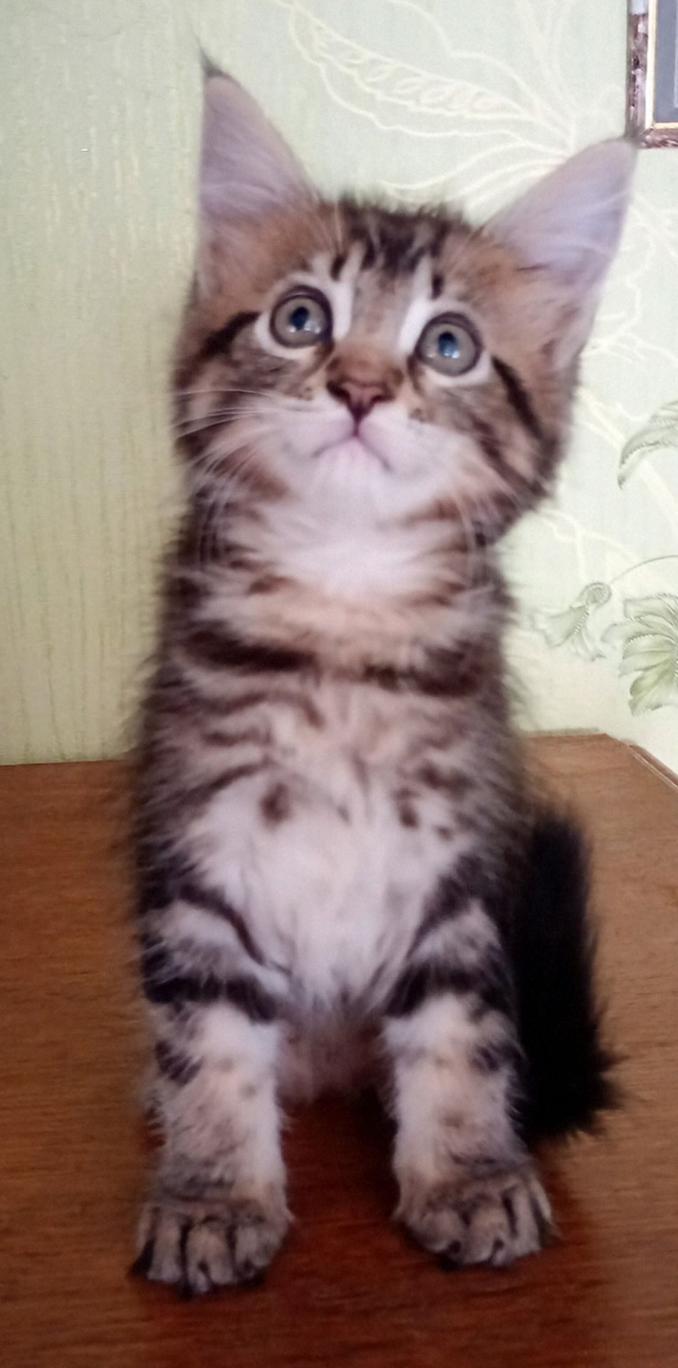 Кошенята МЕЙН КУН