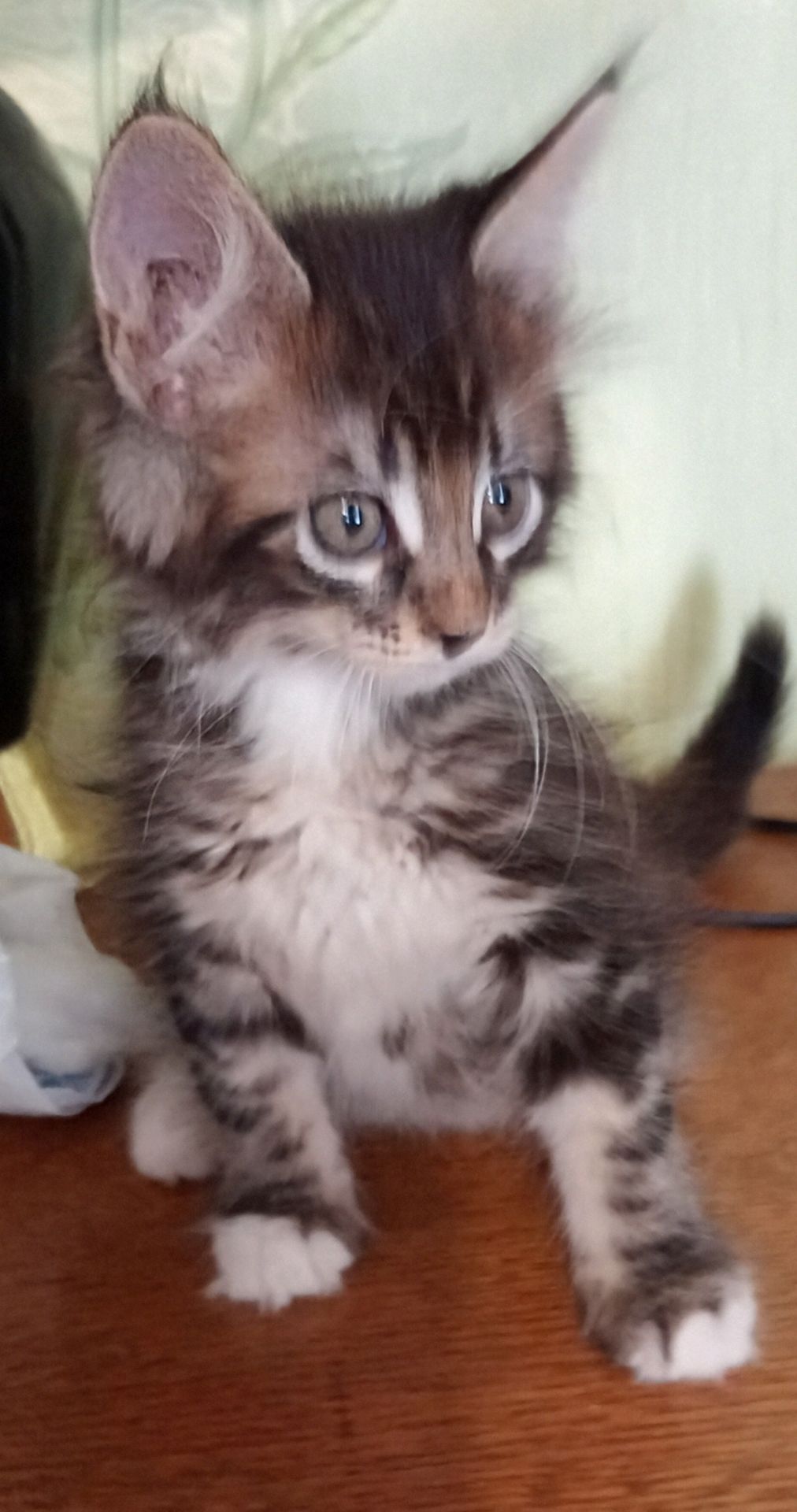 Кошенята МЕЙН КУН