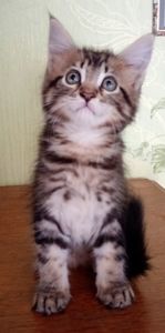 Кошенята МЕЙН КУН