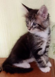 Кошенята МЕЙН КУН