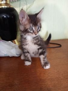 Кошенята МЕЙН КУН