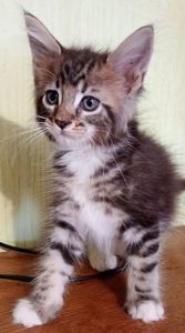 Кошенята МЕЙН КУН