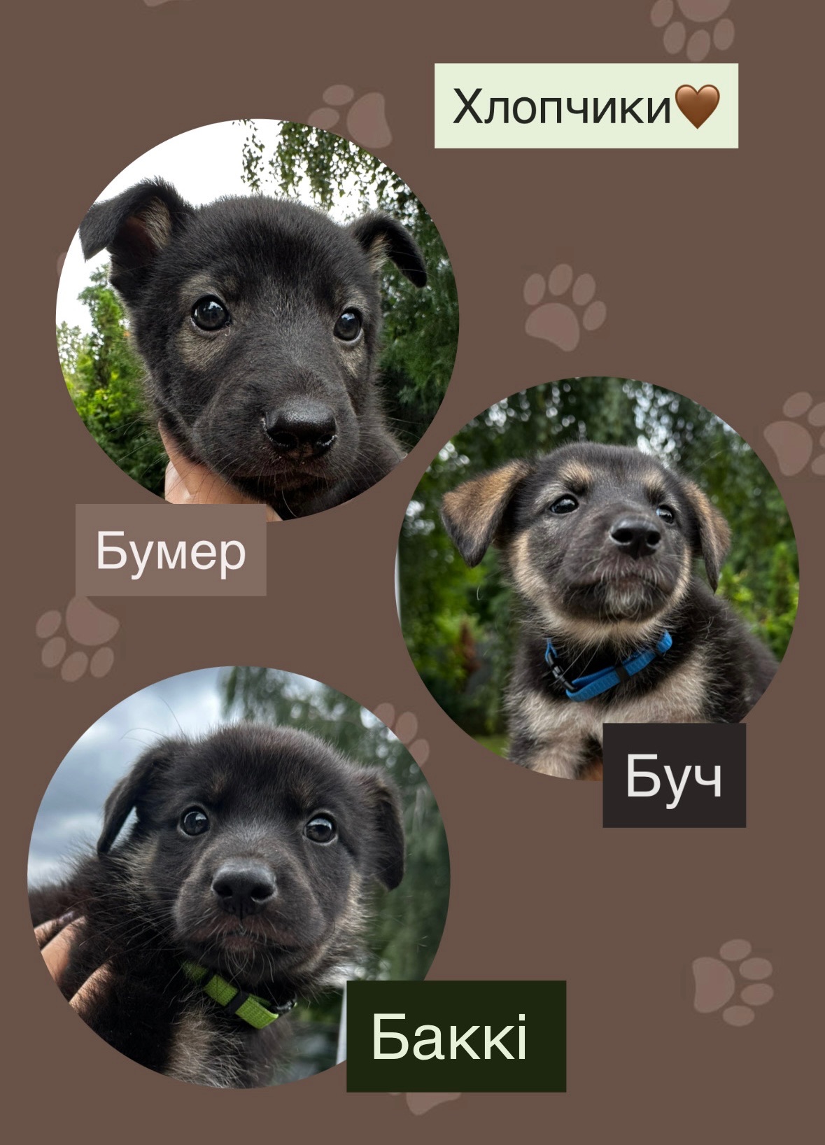 Цуценята