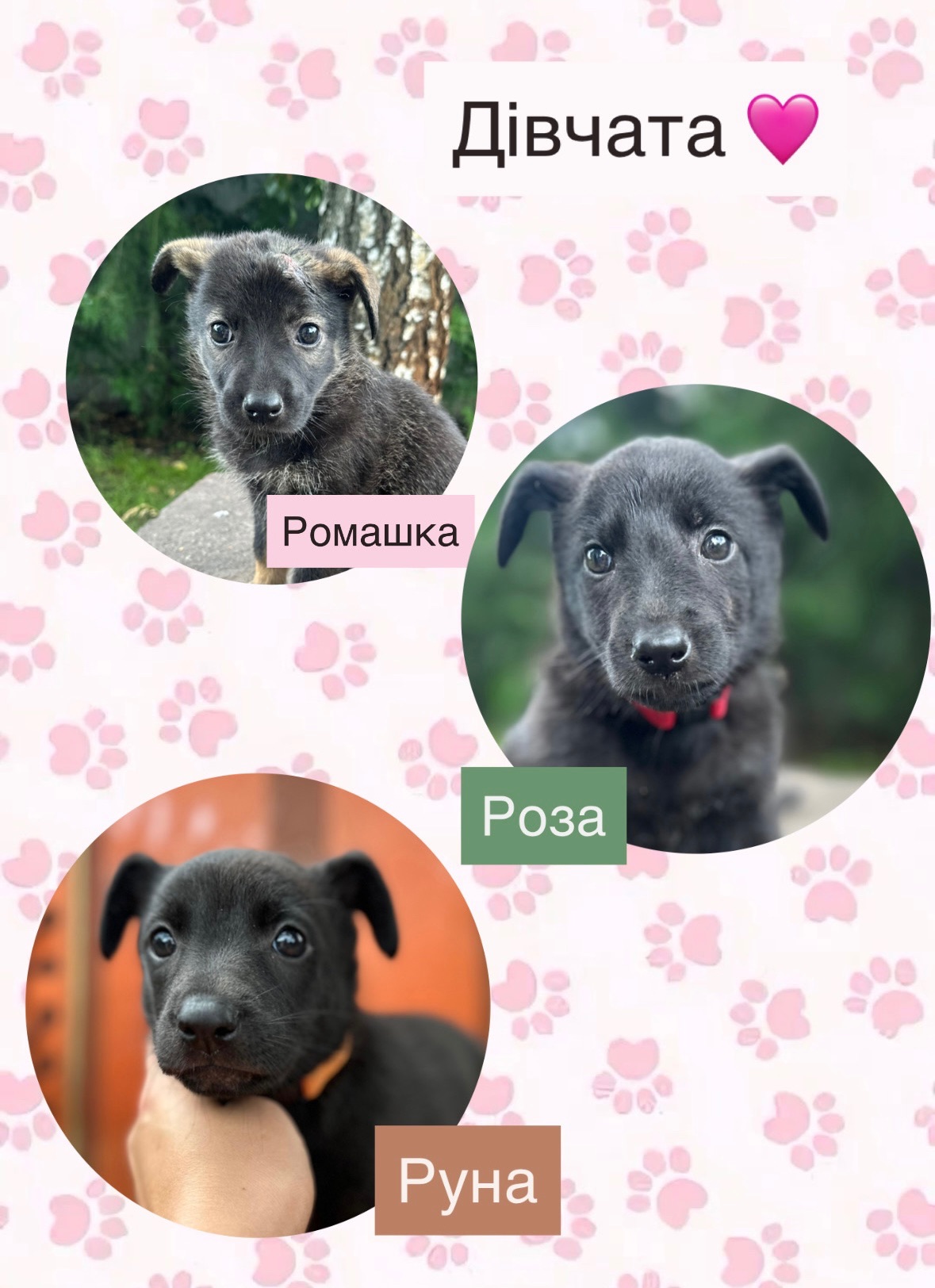 Цуценята