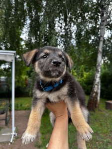 Цуценята