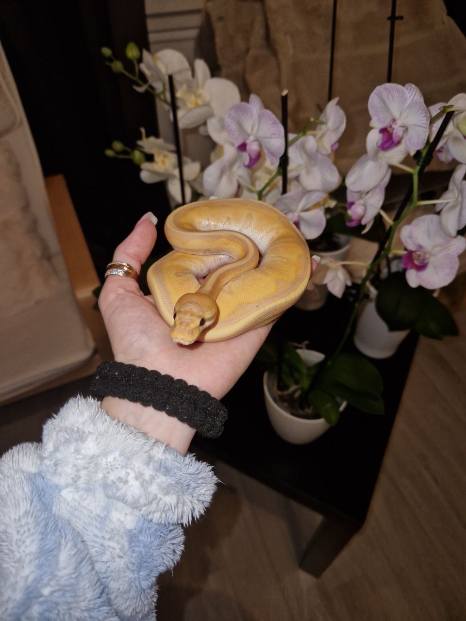 Королівський пітон