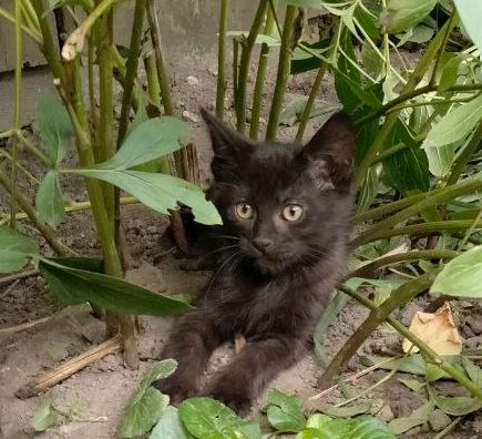 Кошенята
