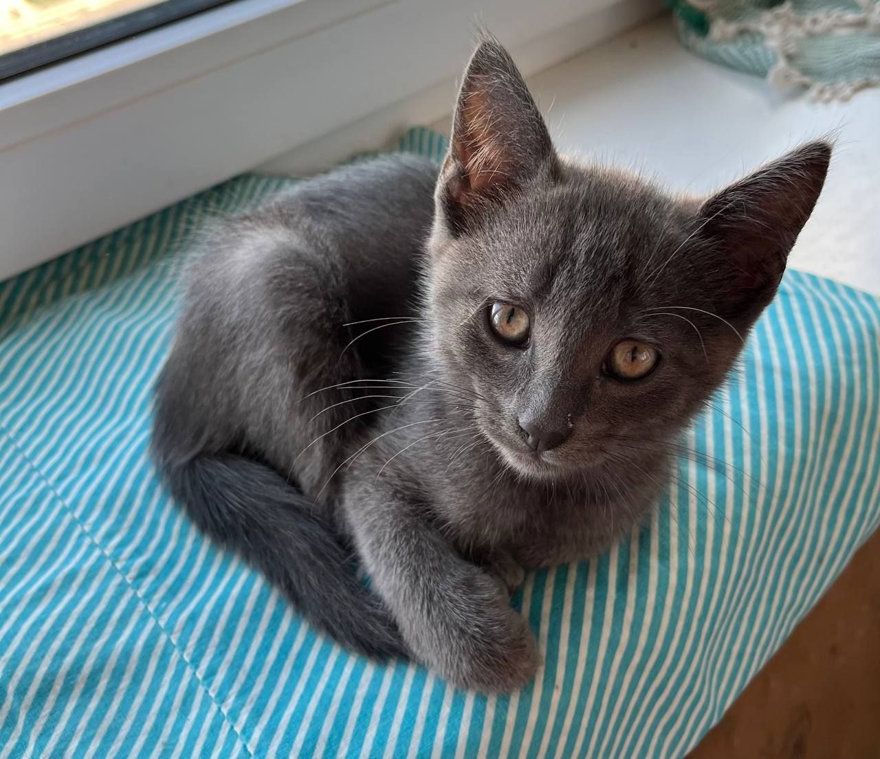 Кошенята