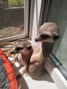 Розплідник Kalahari, ручні сурикати хатні