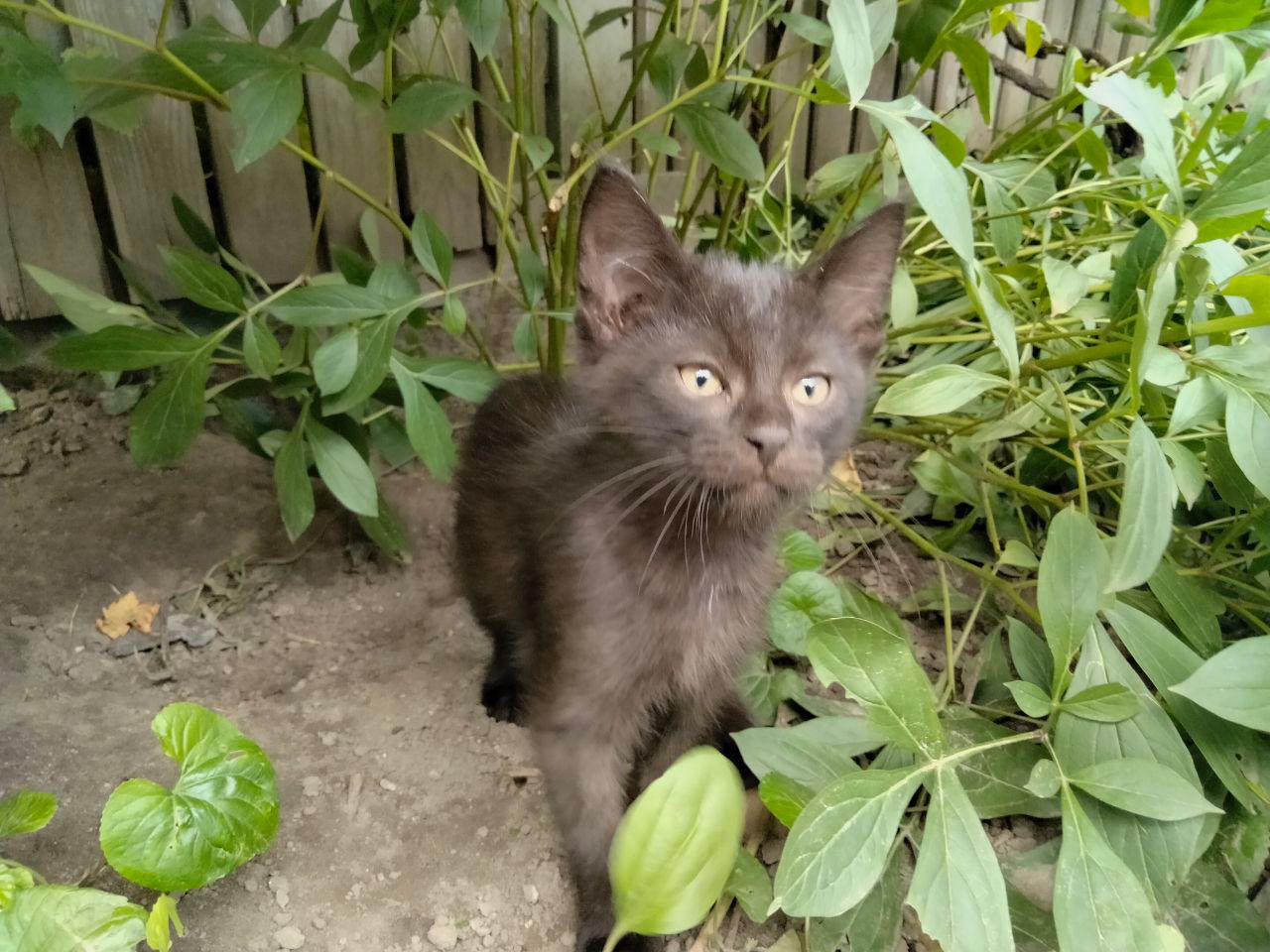 Кошенята
