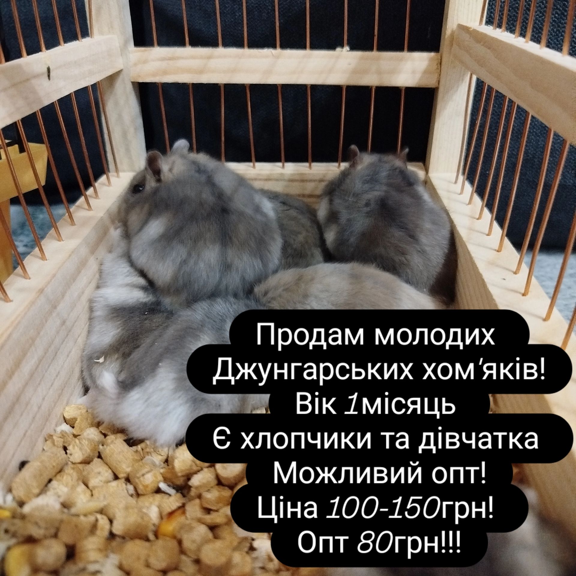 Продам маленьких хом'ячат!!