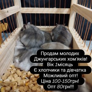 Продам маленьких хом'ячат!!