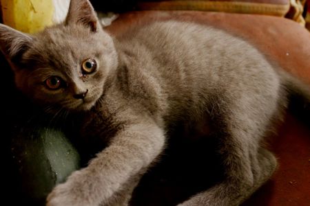 котята британцы родились 9 мая