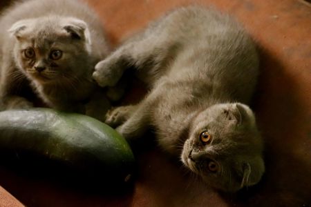 котята британцы родились 9 мая