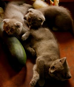 котята британцы родились 9 мая