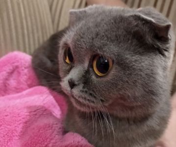 котята британцы родились 9 мая