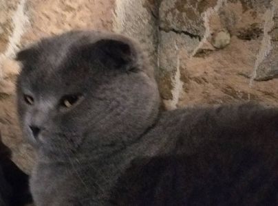 котята британцы родились 9 мая