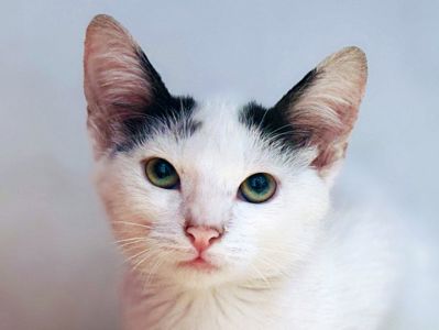Ельфа