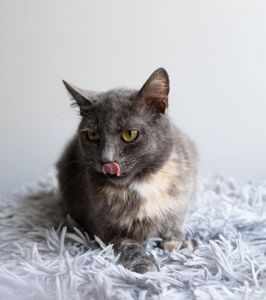 Мія