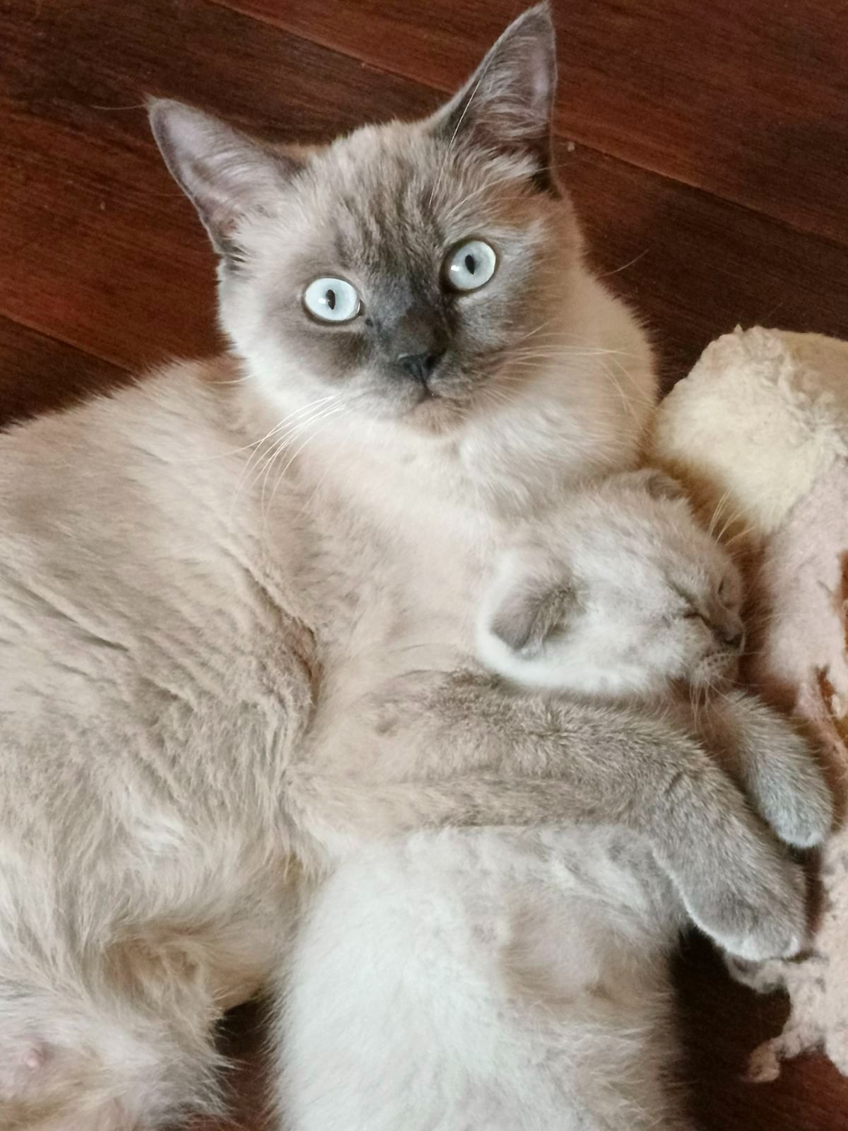 Шотландские котята