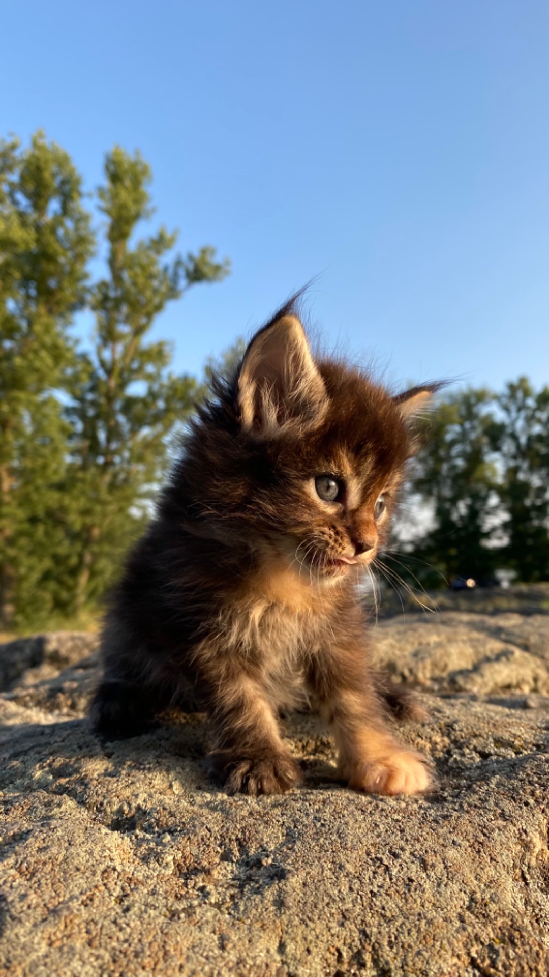 Котята мейнкун