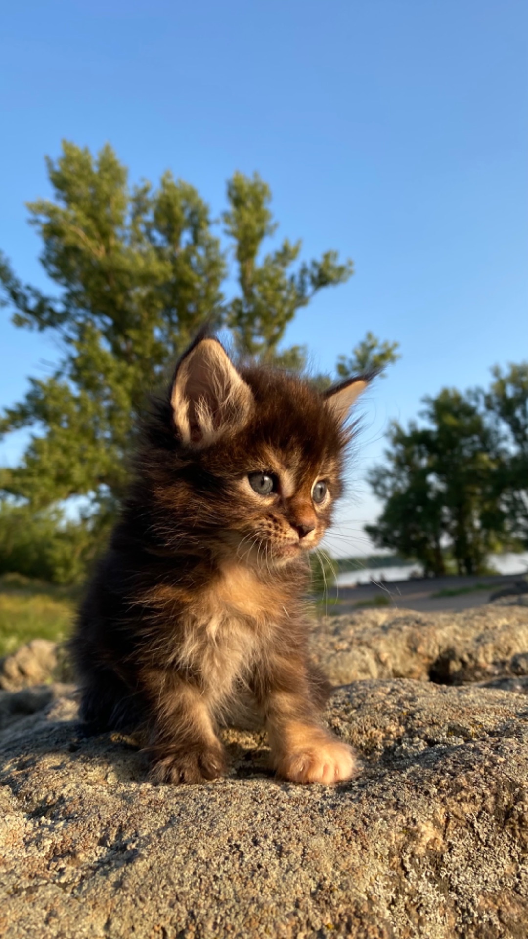 Котята мейнкун
