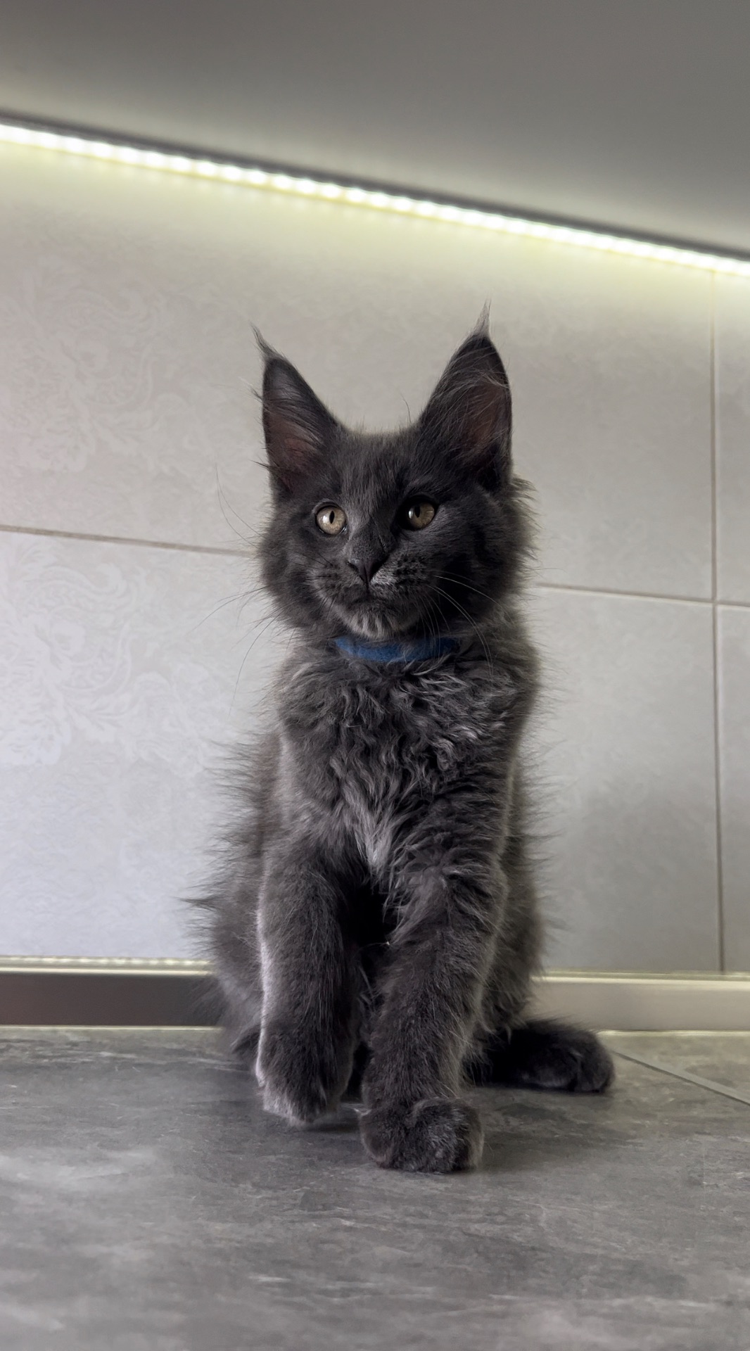 Котята мейнкун