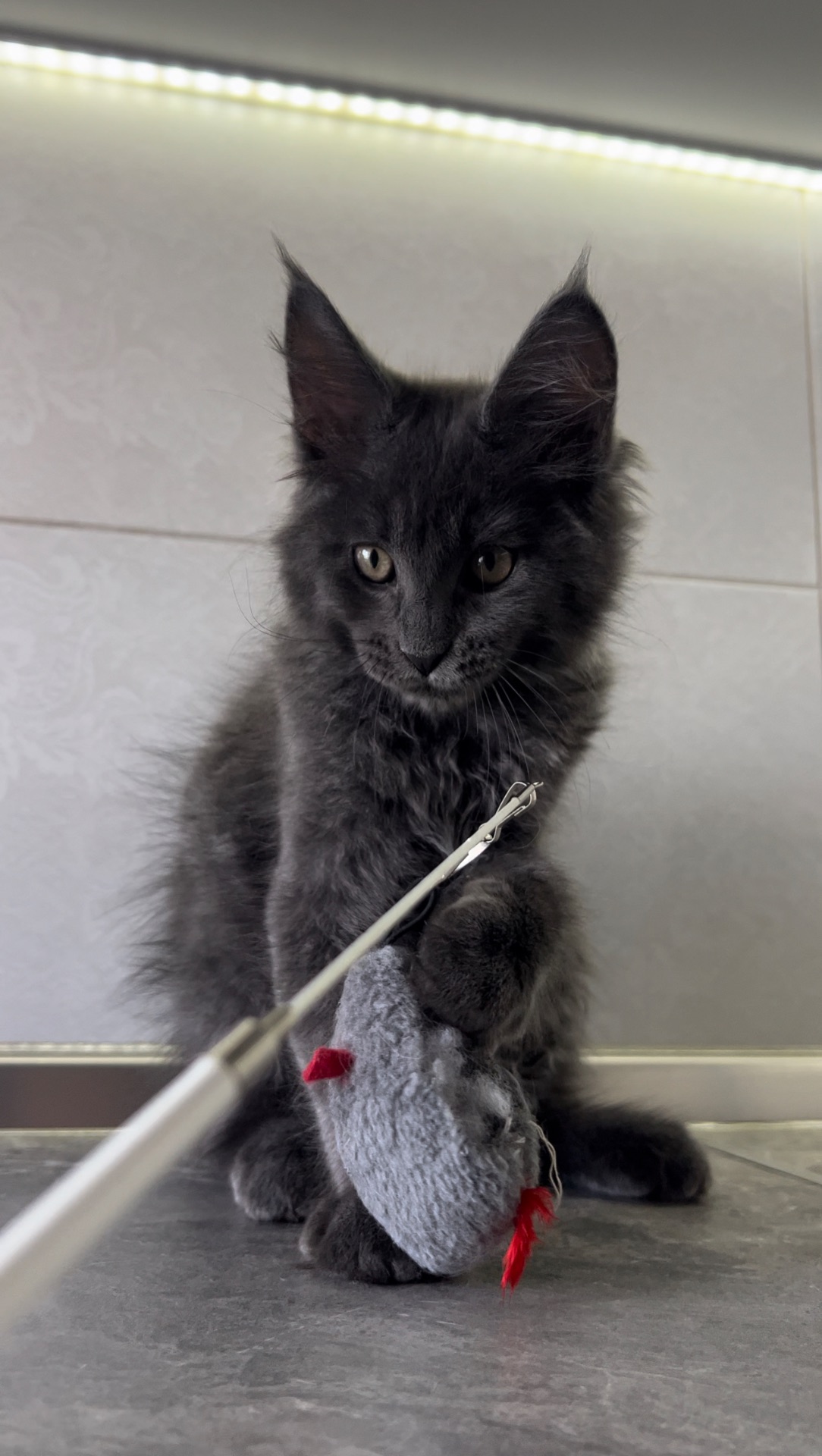Котята мейнкун