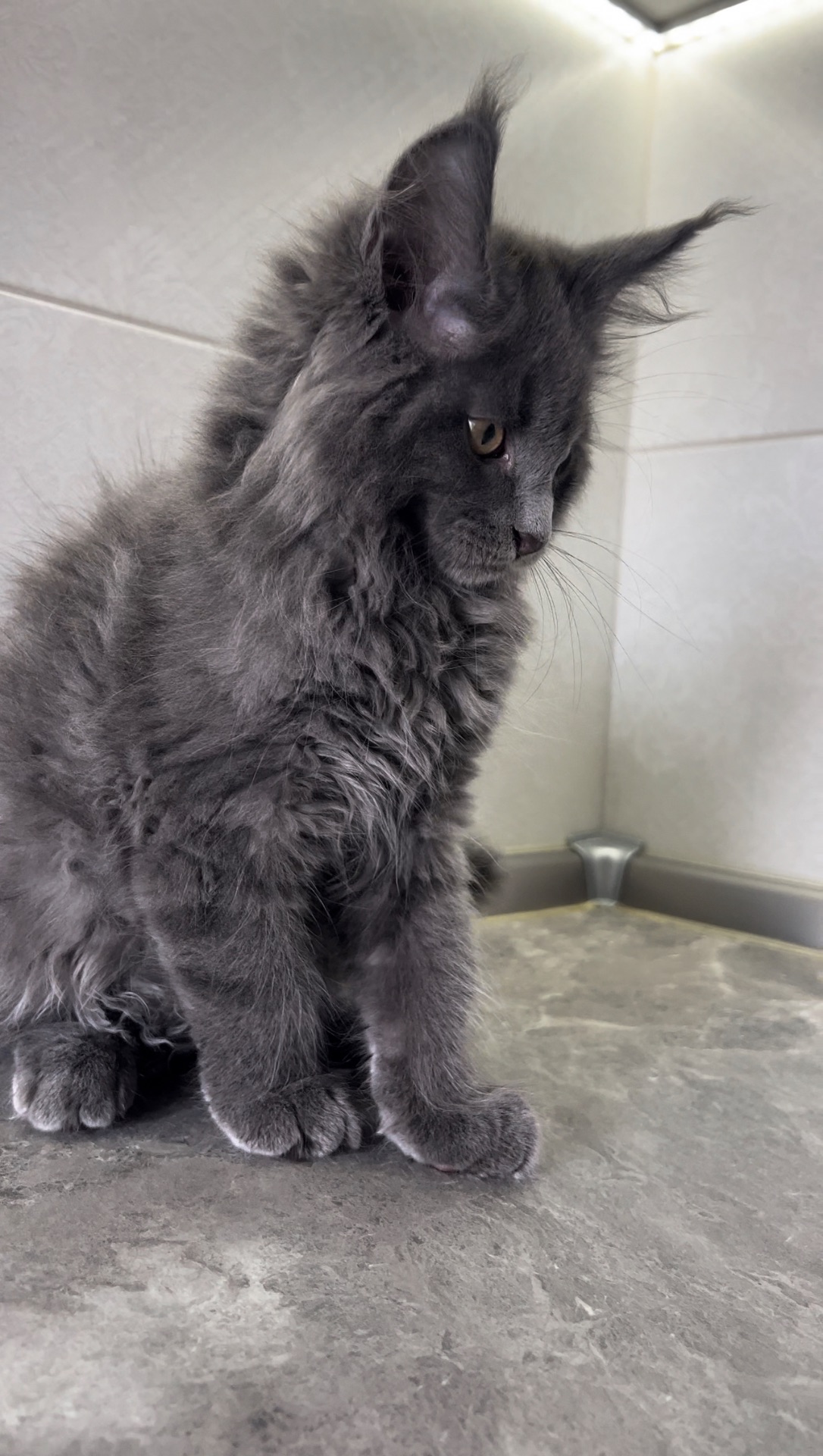Котята мейнкун