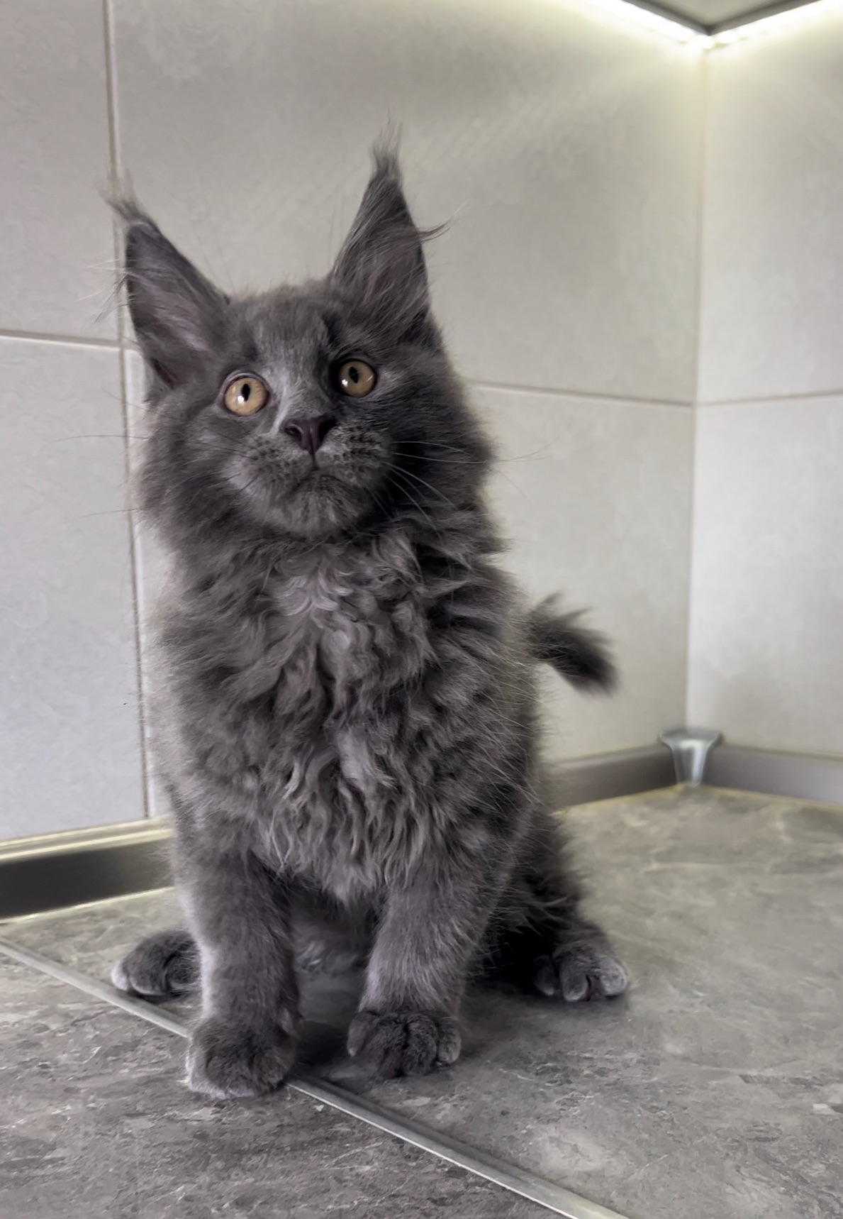 Котята мейнкун