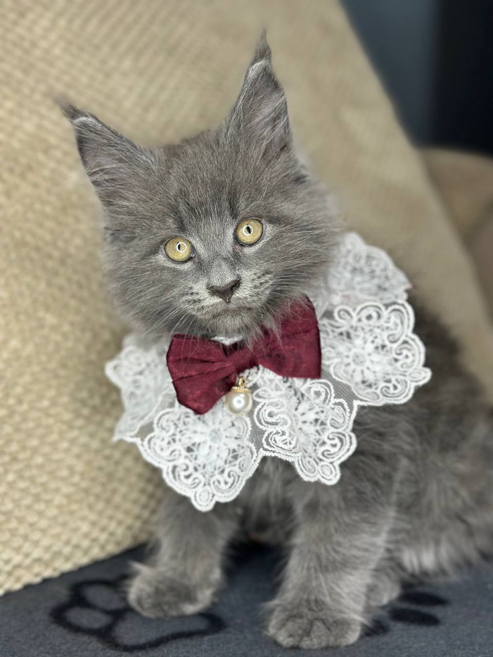 Котята мейнкун