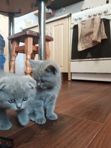 Шотландские котята