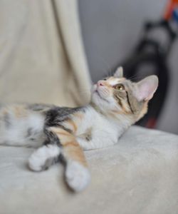 Моцарела