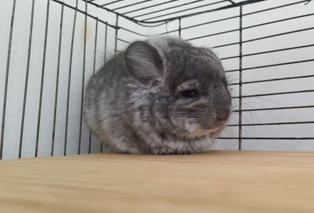 Шиншила хлопчик ангора