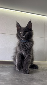 Котята мейнкун