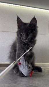 Котята мейнкун