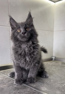 Котята мейнкун