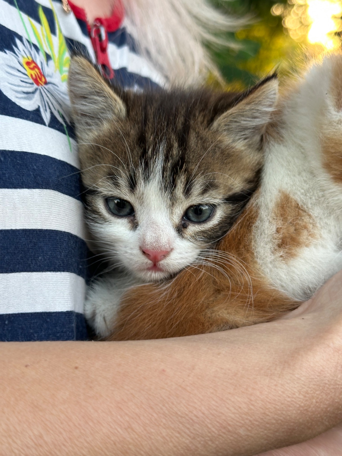 Кошеня