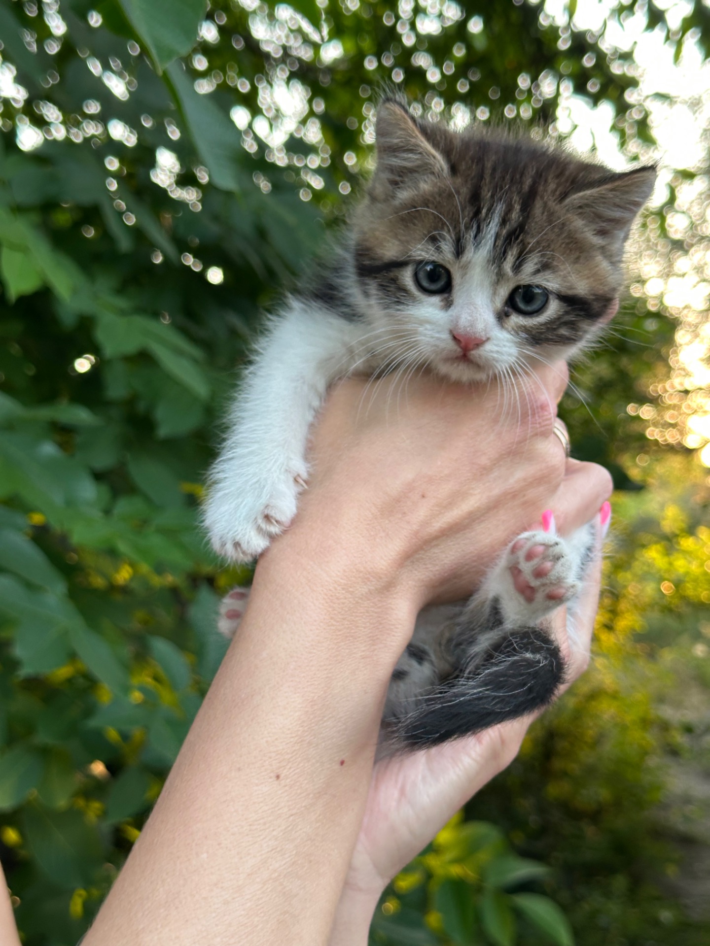 Кошеня