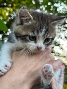 Кошеня