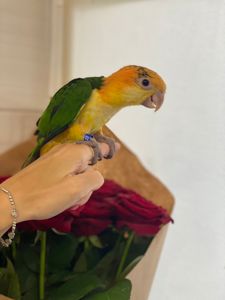 Говорящий попугай Каик, оранжевоголовый каик, ручные птенцы