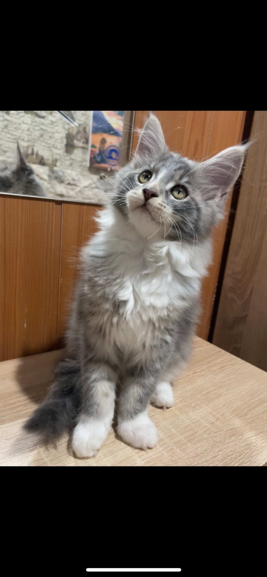 Кошенята Мейн кун