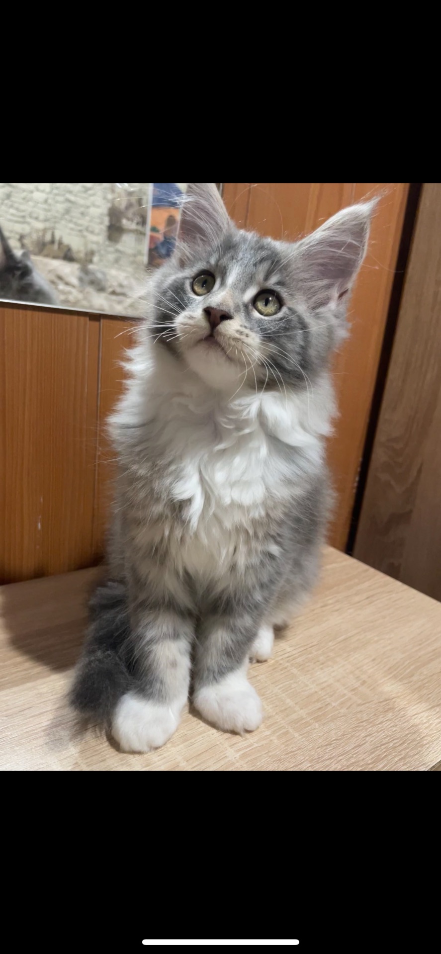 Кошенята Мейн кун