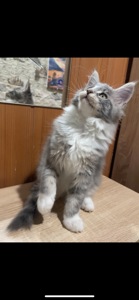 Кошенята Мейн кун