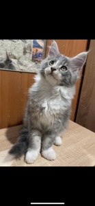 Кошенята Мейн кун