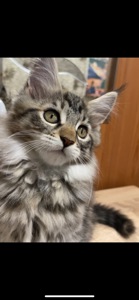 Кошенята Мейн кун