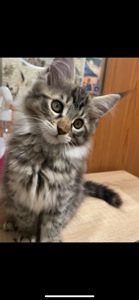 Кошенята Мейн кун