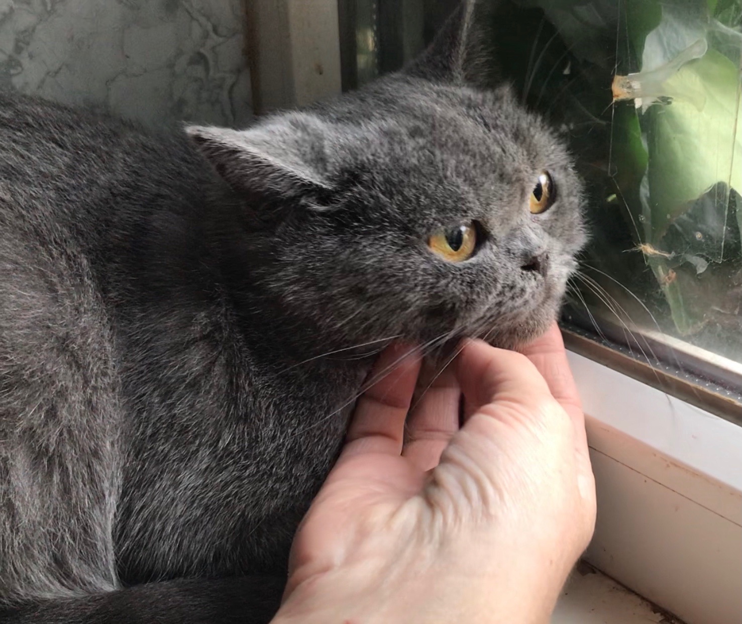 Британская кошечка