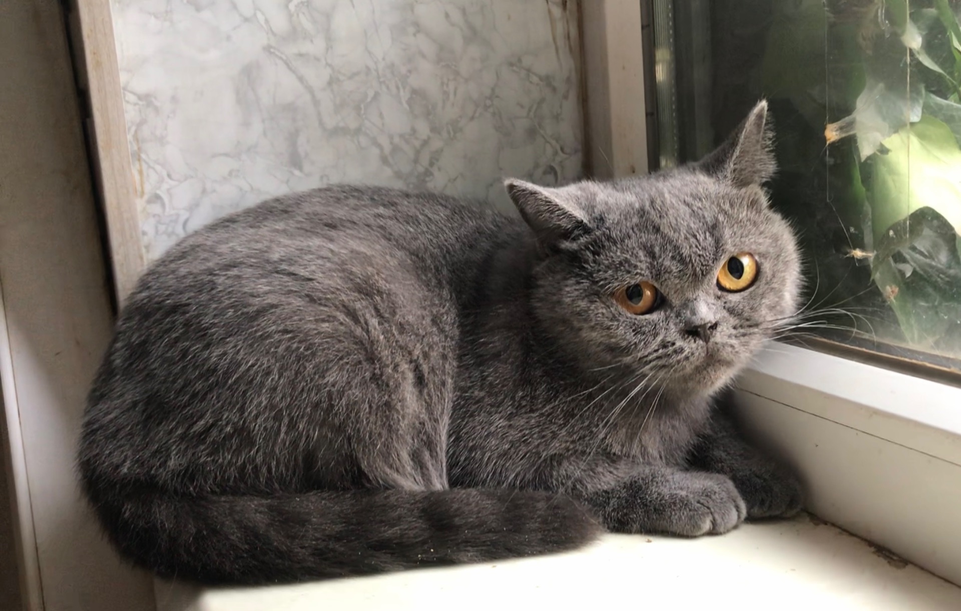 Британская кошечка